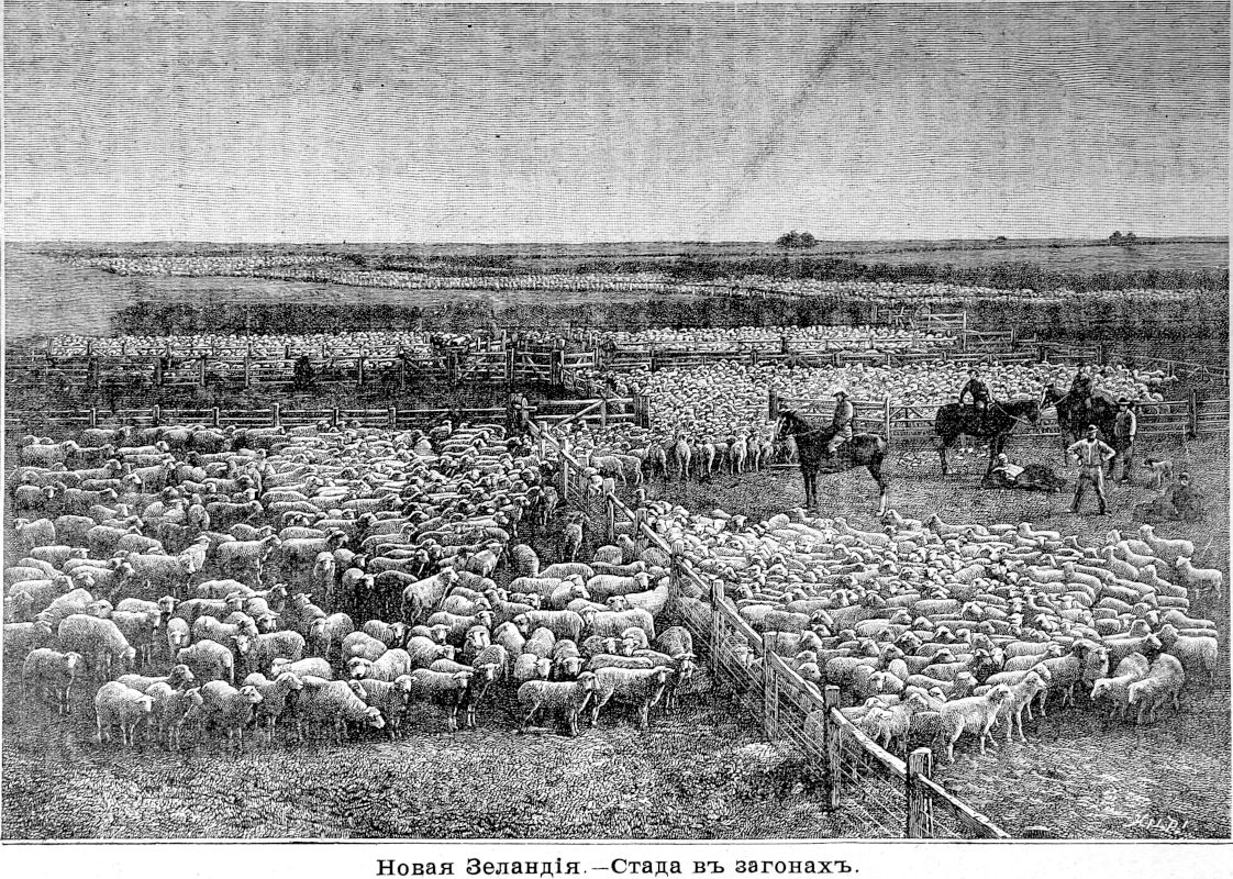 709 Новая Зеландия - Стада в загонах